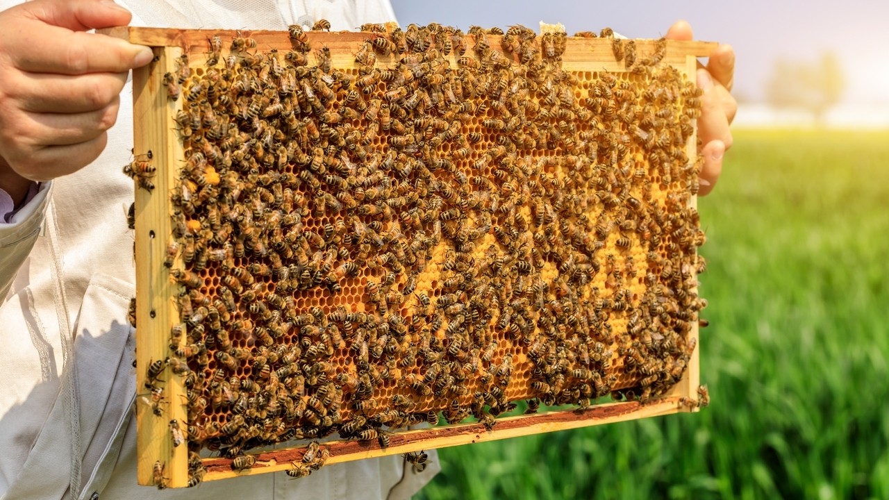 Május 20-a a méhek világnapja: tudtad, hogy ez a kezdeményezés Szlovéniából indult?