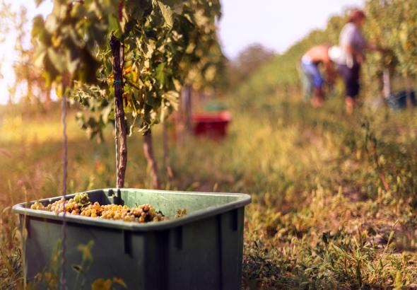 A szüret íze: történelmi rítusok és 2025 őszi fesztiváljai